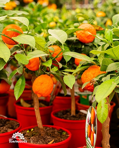 Petits orangers ou mandariniers en pots rouges, portant des fruits mûrs et des feuilles vertes.